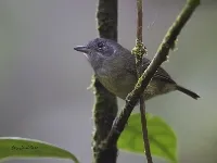 Dysithamnus mentalis